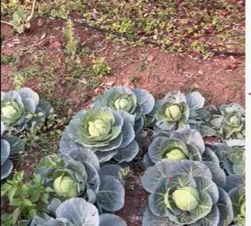 Nashik House | Delightful Champa - A farmstay