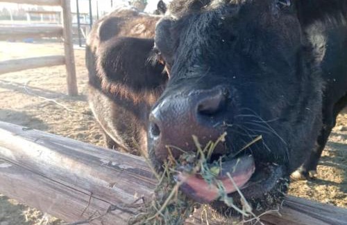 San Juan House | Complejo Campo Alegre