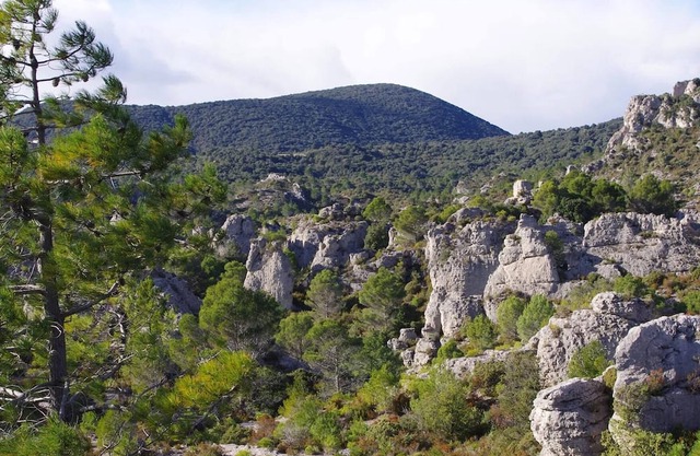 Apartment With Garden And View