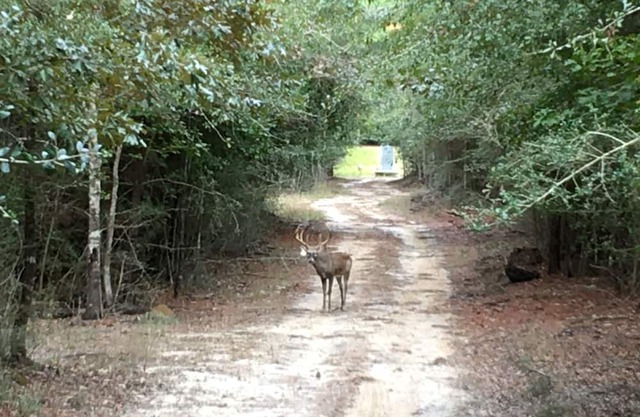 Beautiful Piney Woods Ranch Retreat