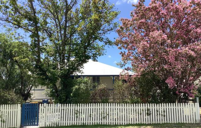 Stanthorpe House | Corellas on Corundum Cottage - wine not?