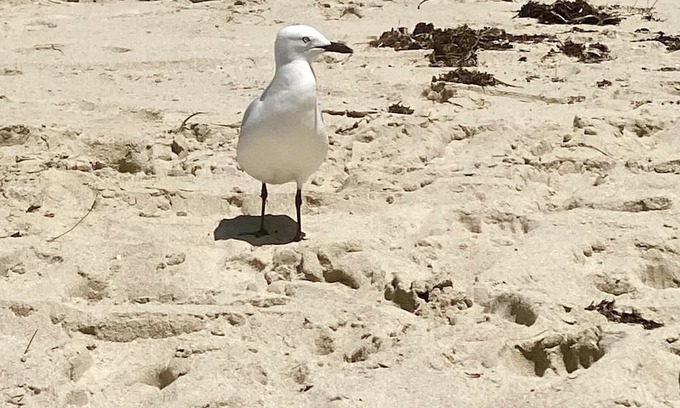 Seabird Cottage | Seabird Cottage.The perfect getaway for that traditional family seaside escape.