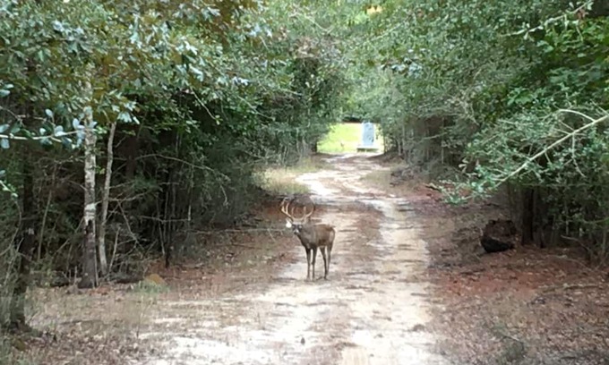 Bon Wier House | Beautiful Piney Woods Ranch Retreat