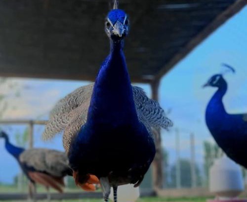 San Juan House | Complejo Campo Alegre